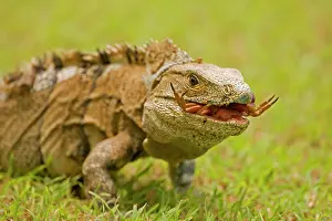 Similis: Spiny-tailed Iguana - with crab prey