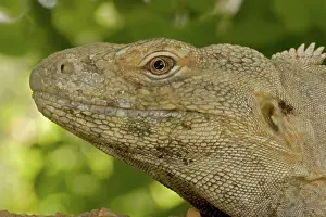 Iguana: Spiny-Tailed Iguana (Ctenosaura hemilopha) - Native to Mexic