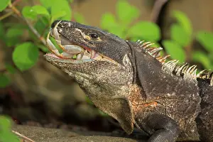 Similis: Spiny-tailed Iguana - eating