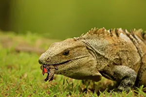 Similis: Spiny-tailed Iguana - with prey