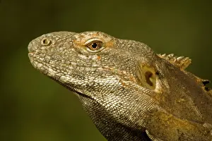 Ctenosaura: Spiny-Tailed Iguana - showing ear