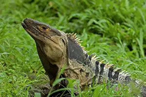 Omnivorous: Spiny-tailed Iguana - Tropical dry forest