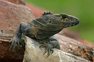 Omnivorous: Spiny-tailed Iguana - Tropical dry forest