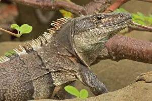 Similis: Spiny-tailed Iguana - Tropical dry forest