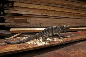 Omnivorous: Spiny-tailed Iguana - in wood pile
