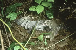 Chewing: Spiny-tailed Iguanas