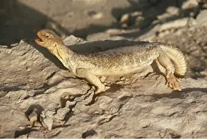 Maureen Brown: SPINY-TAILED LIZARD