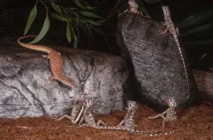 Chlamydosaurus: Spiny-Tailed Monitor and Frilled Dragons
