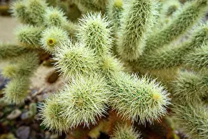 Cholla: Spiny Teddy-bear cholla (Cylindropuntia bigelovii)