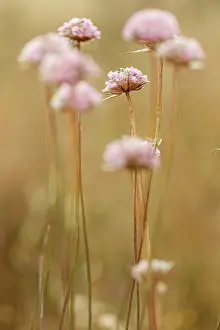 Armeria: Spiny Thrift - flowers in field - Donana National