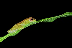 Michele Menegon: Spiny-throated Reed Frog - male sitting on a leaf
