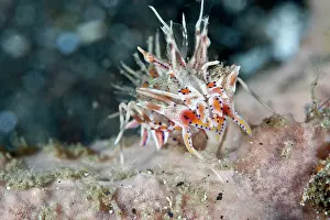 Shellfishes: Spiny Tiger Shrimp