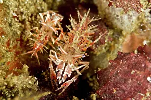 Shellfishes: Two Spiny Tiger Shrimps