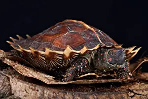 Brunei: Spiny turtle (Heosemys spinosa), Thailand