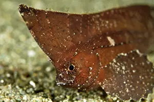 Waspfish: Spiny Waspfish / Indian Ocean Waspfish