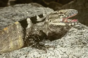 Pectinata: Spinytail Iguana