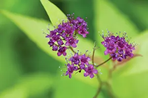 Spiraea: Spiraea