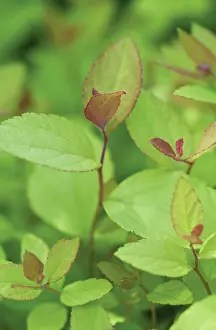 Spiraea: Spiraea