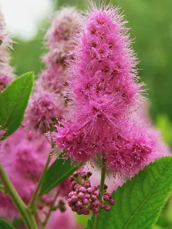 Meadowsweet: Spiraea