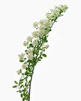 Spirea: Spiraea