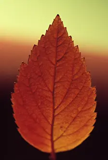 Spiraea: Spiraea