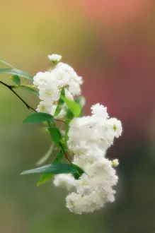Bridal: Spiraea