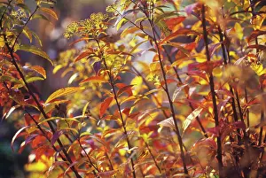Flame: Spiraea