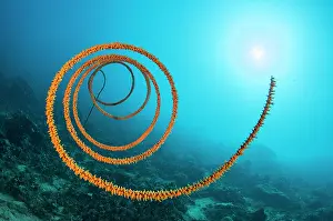 Spiral: Spiral wire coral (Cirrhipathes spiralis), in front
