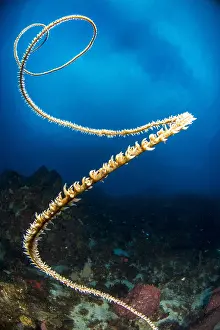 Spiral: Spiral wire coral (Cirripathes spiralis), Martinique