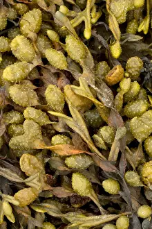 Spiral: Spiral wrack (Fucus spiralis)