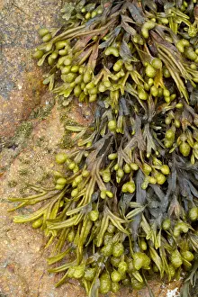 Spiral: Spiral wrack (Fucus spiralis)