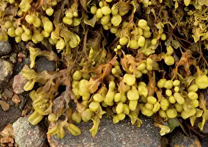 Spiralis: Spiral Wrack Seaweed