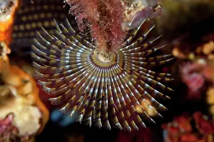 Sabella: Spirograph worm, Sabella spallanzani, Ischia Island, Italy