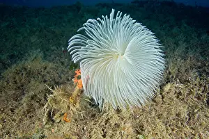 Isola: Spirograph worm Sabella spallanzani Giglio Island Tuscany Ar