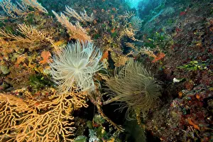 Isola: Spirograph worm Sabella spallanzani and yellow seafan Le Sco
