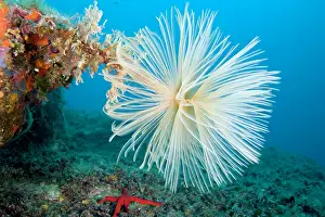 Isola: Spirograph worm - Secca delle Secche Giglio Island Tuscany A