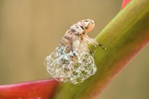 Froghoppers: Spit Bug / Froghopper nymph - making bubble enclosure