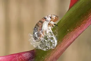 Froghoppers: Spit Bug / Froghopper nymph - making bubble enclosure