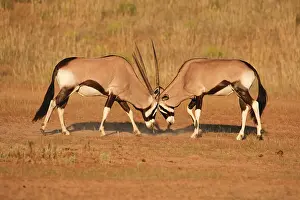 Hierarchy: Spitbuck Oryx Antelope (Oryx gazella), Kalahari