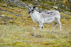 Longyearbyen: Spitsbergen Reindeer is plumper and has