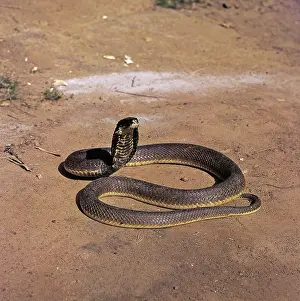 Wildilfe: Spitting Cobra