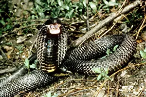 Elapidae: Spitting Cobra (Hemachatus haemachatus)