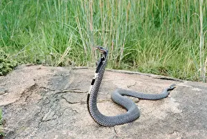 Elapidae: Spitting Cobra (Hemachatus haemachatus)