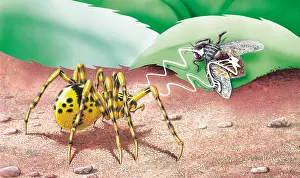 Miles Kelly Publishing: Spitting Spider catching a fly. Spitting spiders