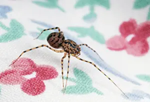 Scytodes: Spitting Spider - Hunting for prey