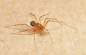 Scytodes: Spitting SPIDER - Inside a house