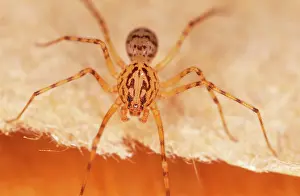 Note: Spitting SPIDER - Note high domed forehead