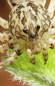 Photomicrography: Spitting spyder