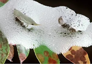 Nymphs: SPITTLE BUG - showing nymphs in protective mass of froth