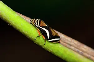 January: Spittlebug